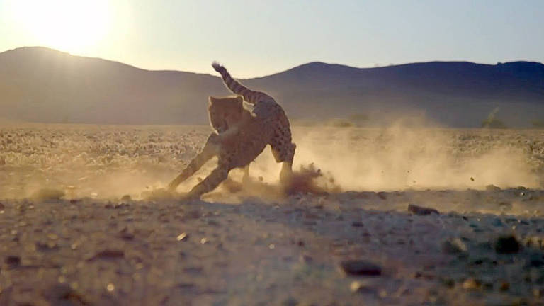 Como escapar do guepardo, o animal terrestre mais rápido do mundo?