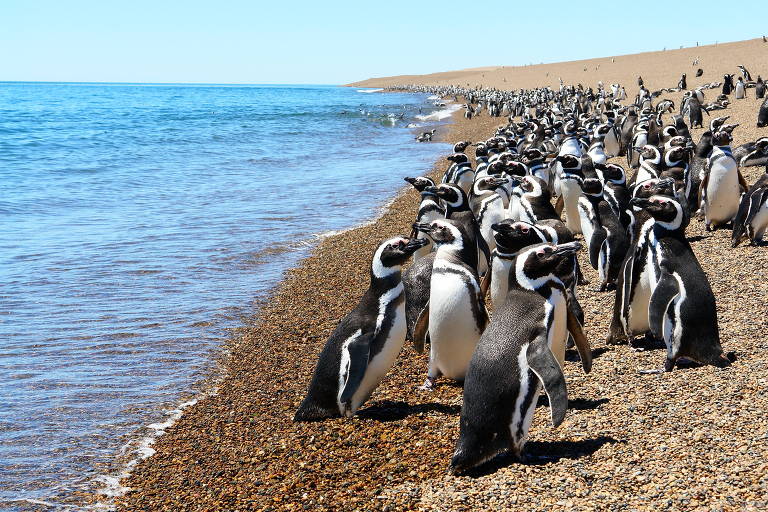 A foto mostra um grupo de dezenas de pinguins de magalhães na orla de uma praia na Península Valdés, na Argentina. Os animais são pequenos, e tem penas pretas nas costas e brancas no peito. Nas laterais, há algumas penas brancas que formam desenhos; o mesmo na cabeça, em forma de um "c". Os bicos são pretos e compridos.