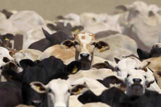 Criação de gado em Sorriso/MT
