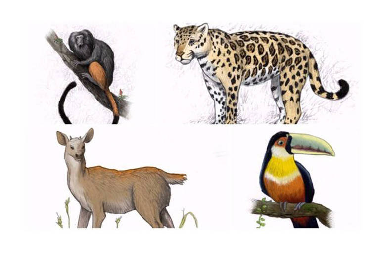 A extraordinária variedade da flora nativa atraía para a região um conjunto igualmente diverso de animais, entre os quais onças-pintadas, tucanos-de-bico-verde, micos-leões-pretos e veados-catingueiros 