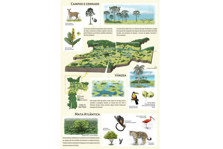 Antes dos portugueses, SP teve floresta tropical, Cerrado e mini