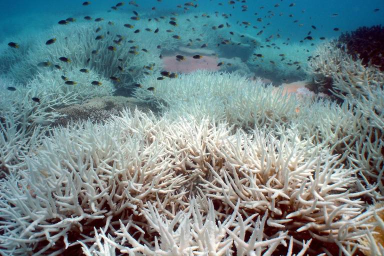 Peixes nadam nas proximidades de sequencias de corais que sofreram processo de branqueamento