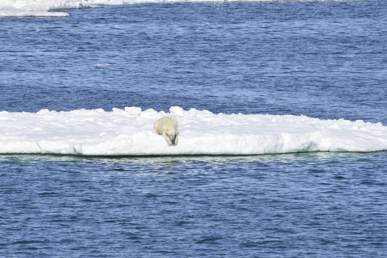 Urso polar em pedaço de gelo no Ártico