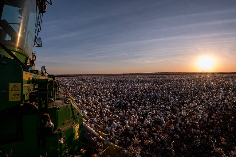 Colheita de algodão em Campo Verde (MT)
