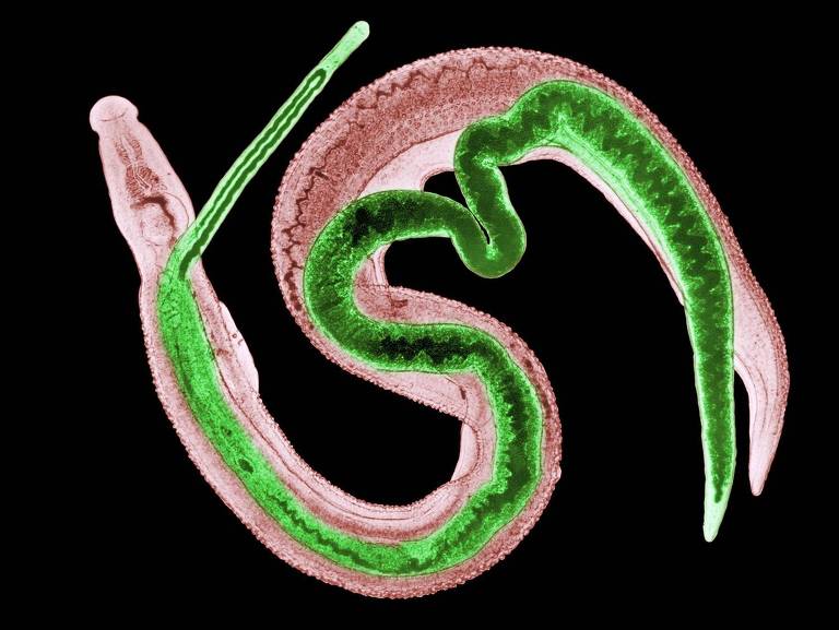 Casal de parasitas da espécie Schistosoma mansoni; o macho é mais largo, e a fêmea é mais cilíndrica e comprida