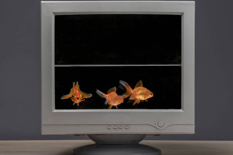 Peixes presos dentro de um monitor de computador