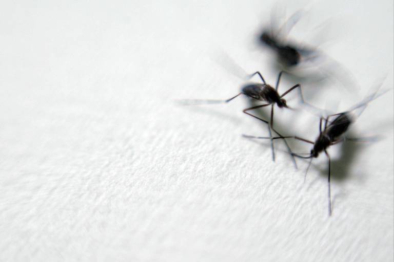 Mosquitos Anopheles aquasalis, vetores da malária, em laboratório do Instituto de Ciências Biomédicas da USP