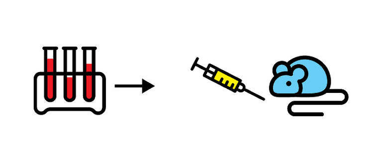 Imagem mostra tubos de ensaio e um camundongo com uma injeção ao lado (representando o transplante de fezes)