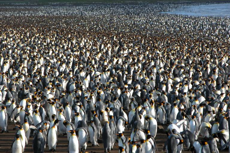 Inúmeros pinguins-reis (Aptenodytes patagonicus) nas ilhas Kerguelen