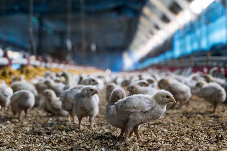 Produtores afirmam que irão à OMC por devolução de frangos pela Europa