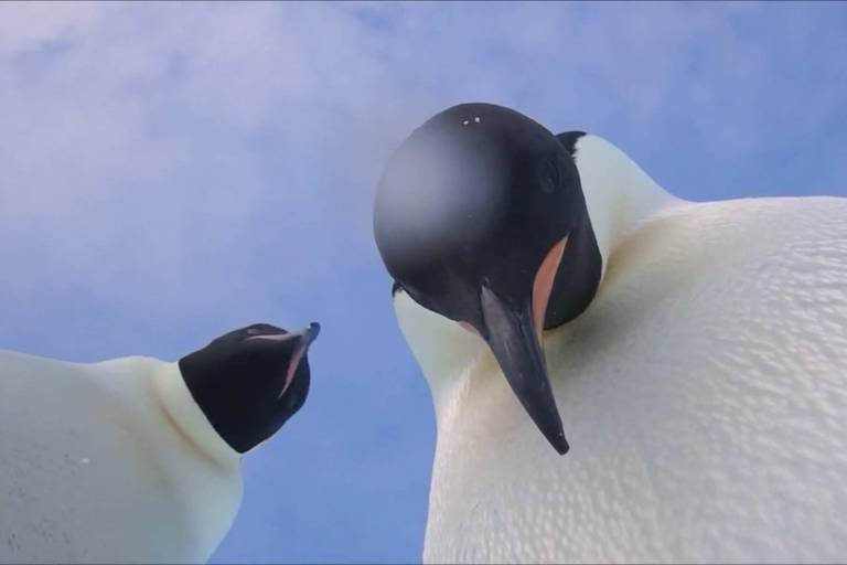 Dois pinguins-imperadores não resistem a câmera deixada por explorador na Antártida