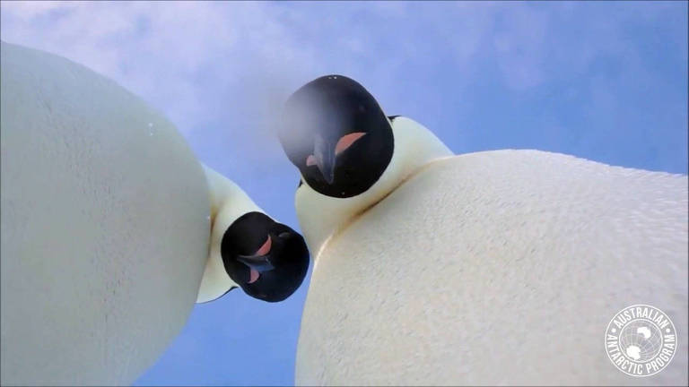 Pinguins curiosos não resistem a câmera deixada por explorador na Antártida