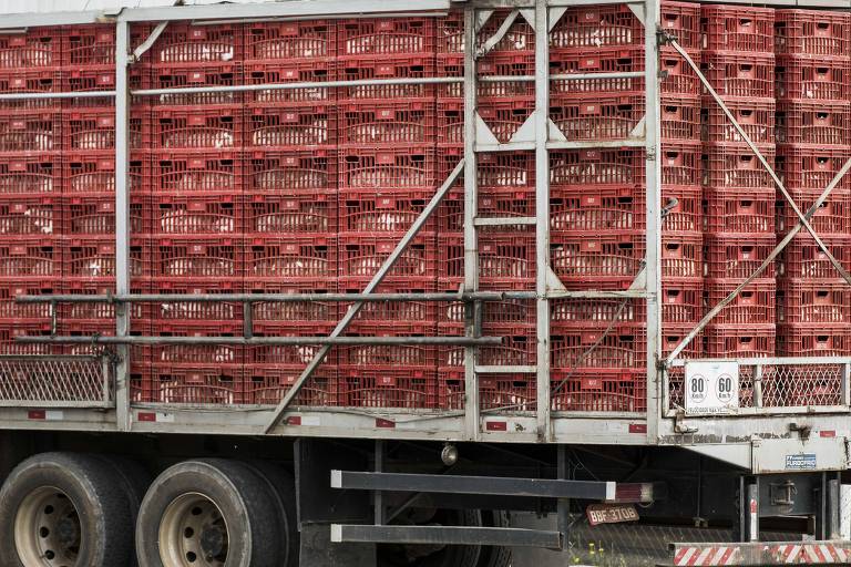Caminhão com frangos que vão para abate em frigorífico de Carambeí, no Paraná
