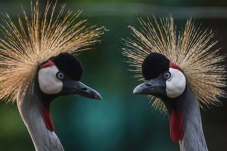 Dois espécimes da ave grou-coroado-oriental (Balearica regulorum), naturais da savana árida africana, no zoológico de Medellín, Colômbia