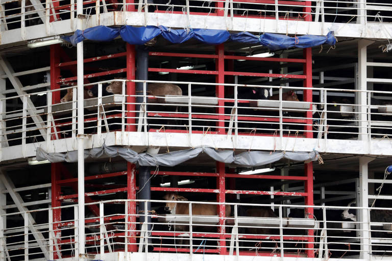 Exportação de gado vivo tem pior desempenho dos últimos anos