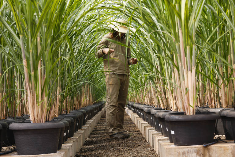 Técnico agrícola observa cana geneticamente modificada na estufa de biotecnologia do laboratório no CTC (Centro de Tecnologia Canavieira)