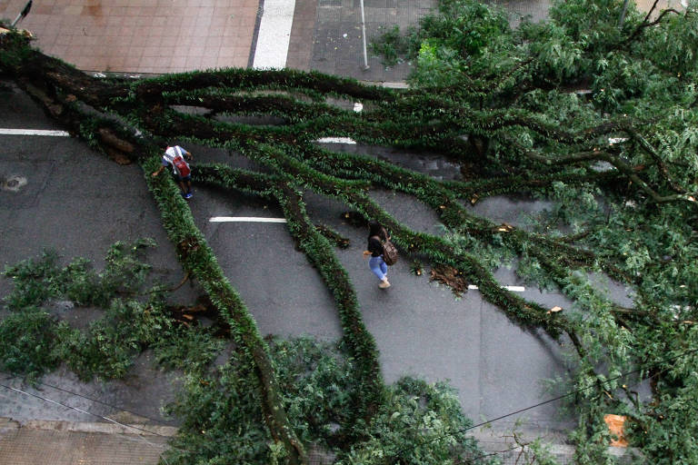 Pessoas passam próximo a árvore caída no meio da rua