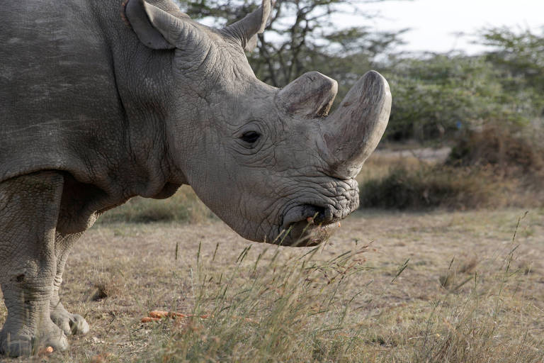 Rinoceronte Sudan