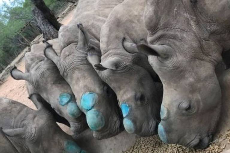 rinocerontes sem chifre