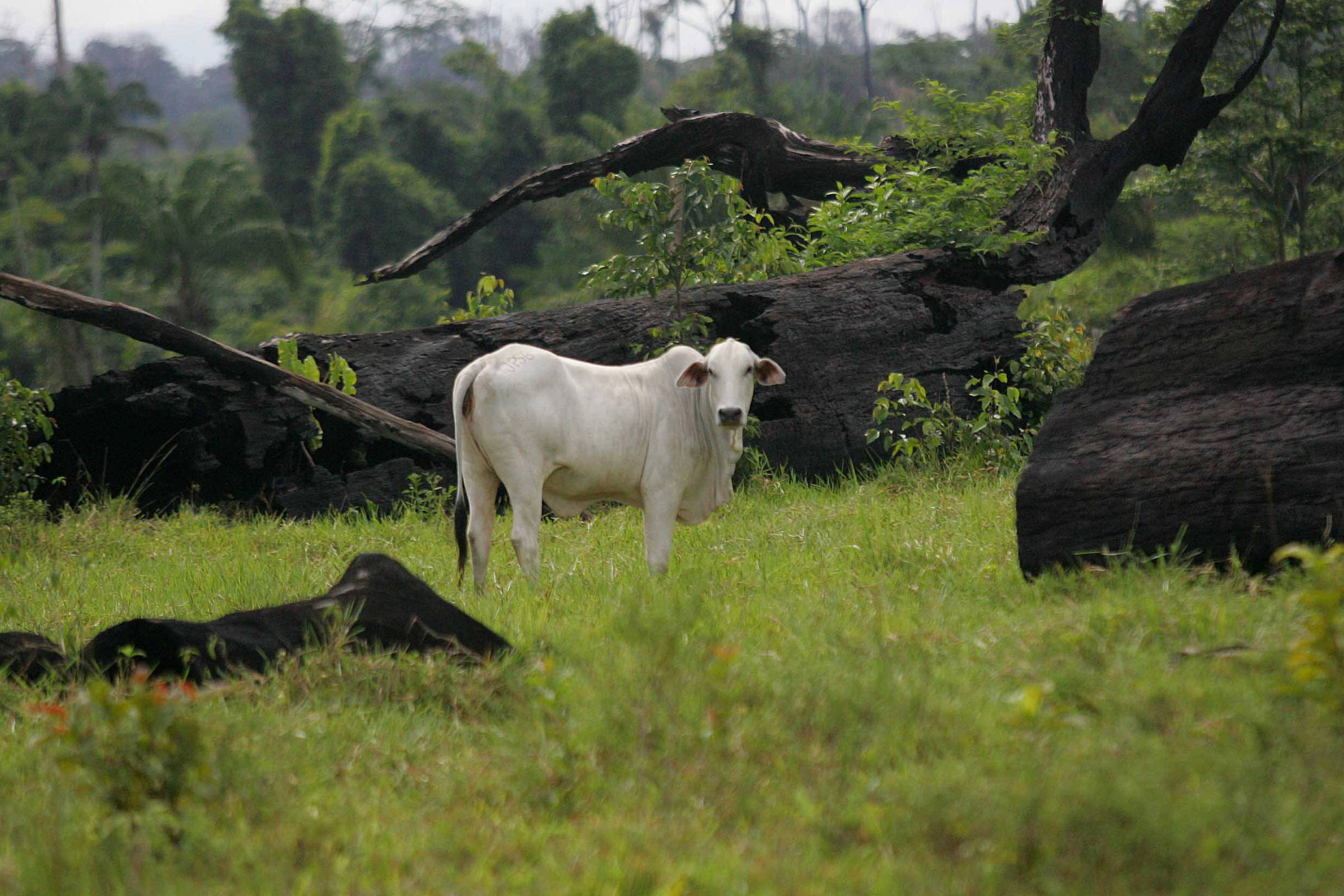Boi em pasto de fazenda de São Félix do Xingu, no Pará, em meio a toras de árvores cortadas