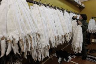 An employee hangs up mink pelts at a fur farm near the town of Kalinkovichi