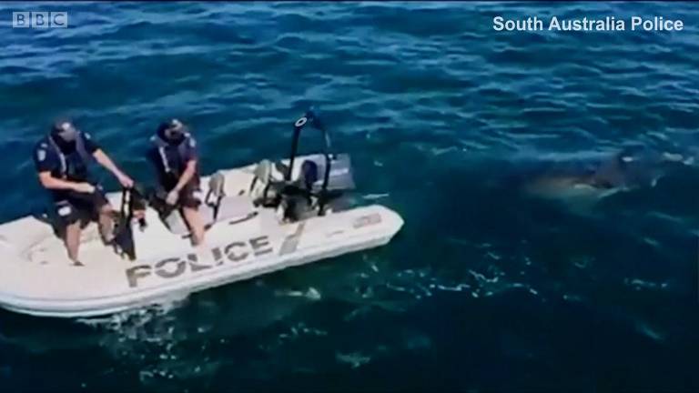 O momento em que policiais descobrem que estão sendo seguidos por um tubarão