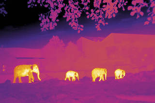 A thermal image of elephants made by a research team that is building up a reference library of images of different animals.