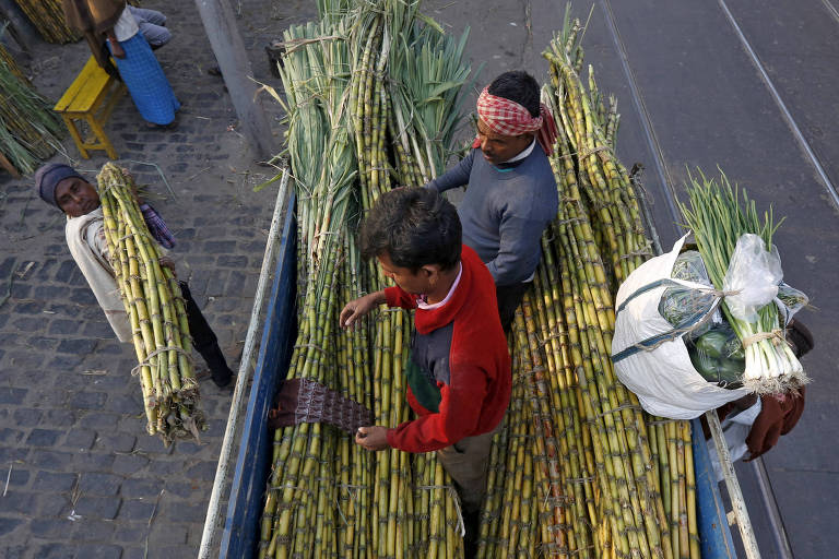Trabalhadores entregam carregamento de cana-de-açúcar para entrega em mercado indiano