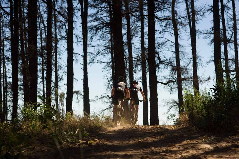 Ciclistas pedalam em meio a árvores de floresta