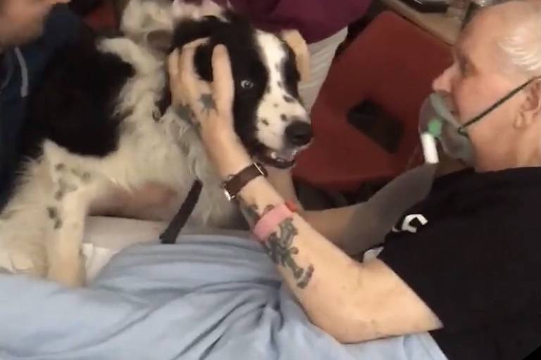 Cão border collie visita homem em hospital