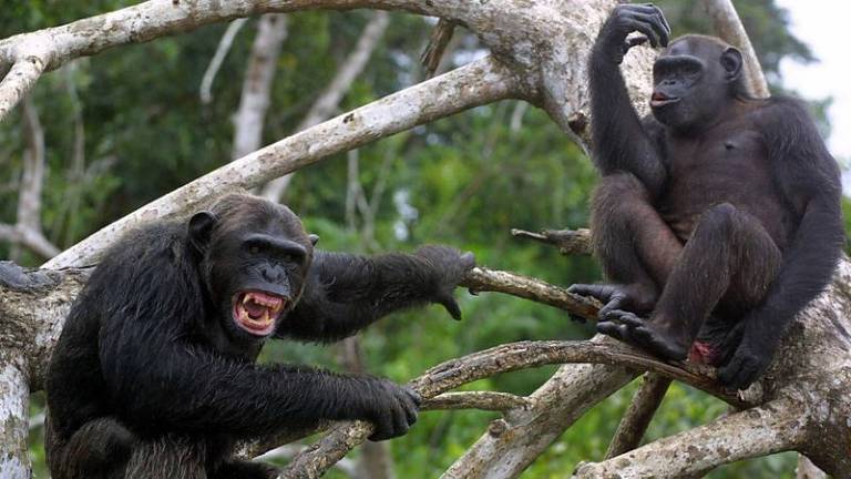 Os motivos por trás da Guerra dos Chimpanzés