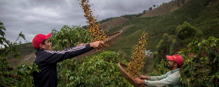 Fazendeiros em plantação de café no ES; país ganharia com eliminação de barreiras, aponta estudo