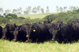 Carne de gado angus ganha mercado no país