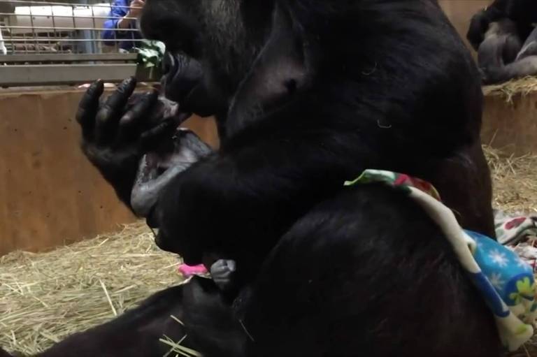 Mãe Gorila emociona funcionários do zoológico ao beijar filhote recém nascido