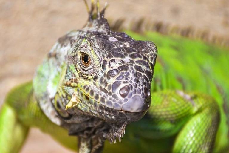 Por que os lagartos têm um 'terceiro olho'