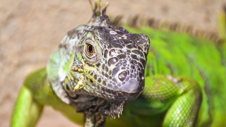 Com o nome cientpifico de "olho pineal", a estrutura serve para orientar os répteis