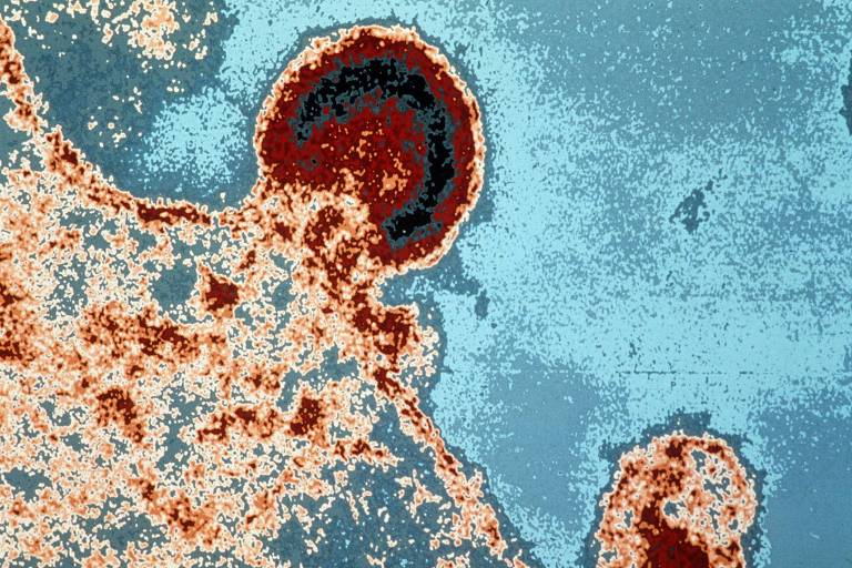 Vírus interage com célula do sistema imunológico