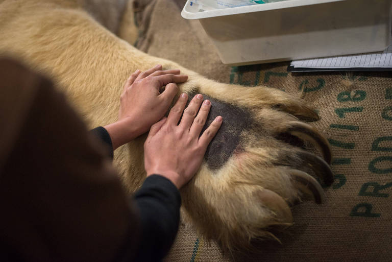 Inuka, primeiro urso polar nascido nos trópicos, é sacrificado 