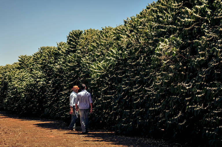 Thiago e Altair Miranda, da Fazenda Makena, em São João da Serra Negra (MG), vistos de costas, andando por um dos cafezais