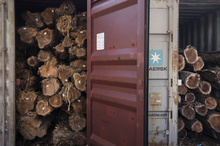 A pedido do auditor fiscal da receita, contêiner com toras de madeira foi aberto para averiguação