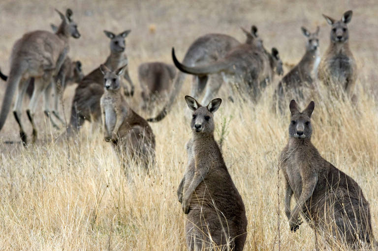 Cangurus fotografados na propriedade do Departamento de Defesa australiano em Belconnen, Canberra