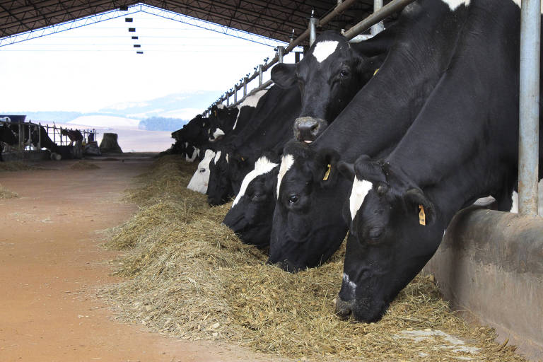 Vacas leiteiras no Paraná