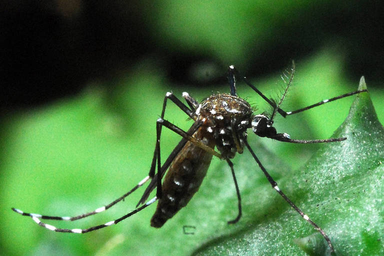 Imagem do mosquito Aedes aegypti