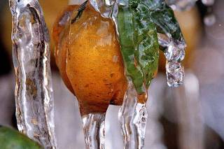FLORIDA ORANGES COVERED WITH ICE