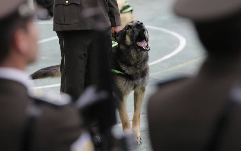 Aposentadoria de cães policiais 
