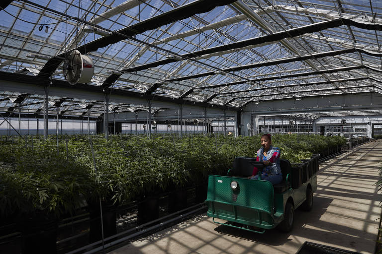 Trabalhador passa com carrinho dentro de uma estufa de plantação de maconha na Califórnia
