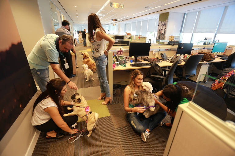 Cachorros ganham espaço em escritórios na volta do home office