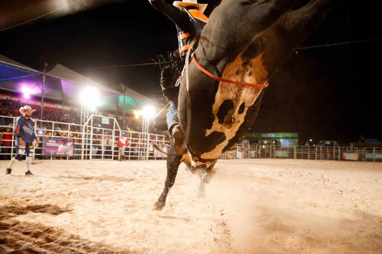 Corda de nylon presa na virilha de touro durante rodeio de peão na cidade de Santa Gertrudes, interior de São Paulo