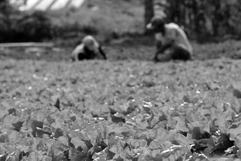 Lavradores trabalham em plantação de alface orgânica em Ibiúna (SP)
