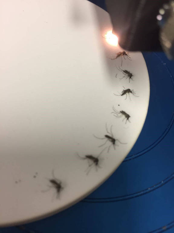 Raio de luz infravermelho ajuda a detectar zika em Aedes de foma não invasiva